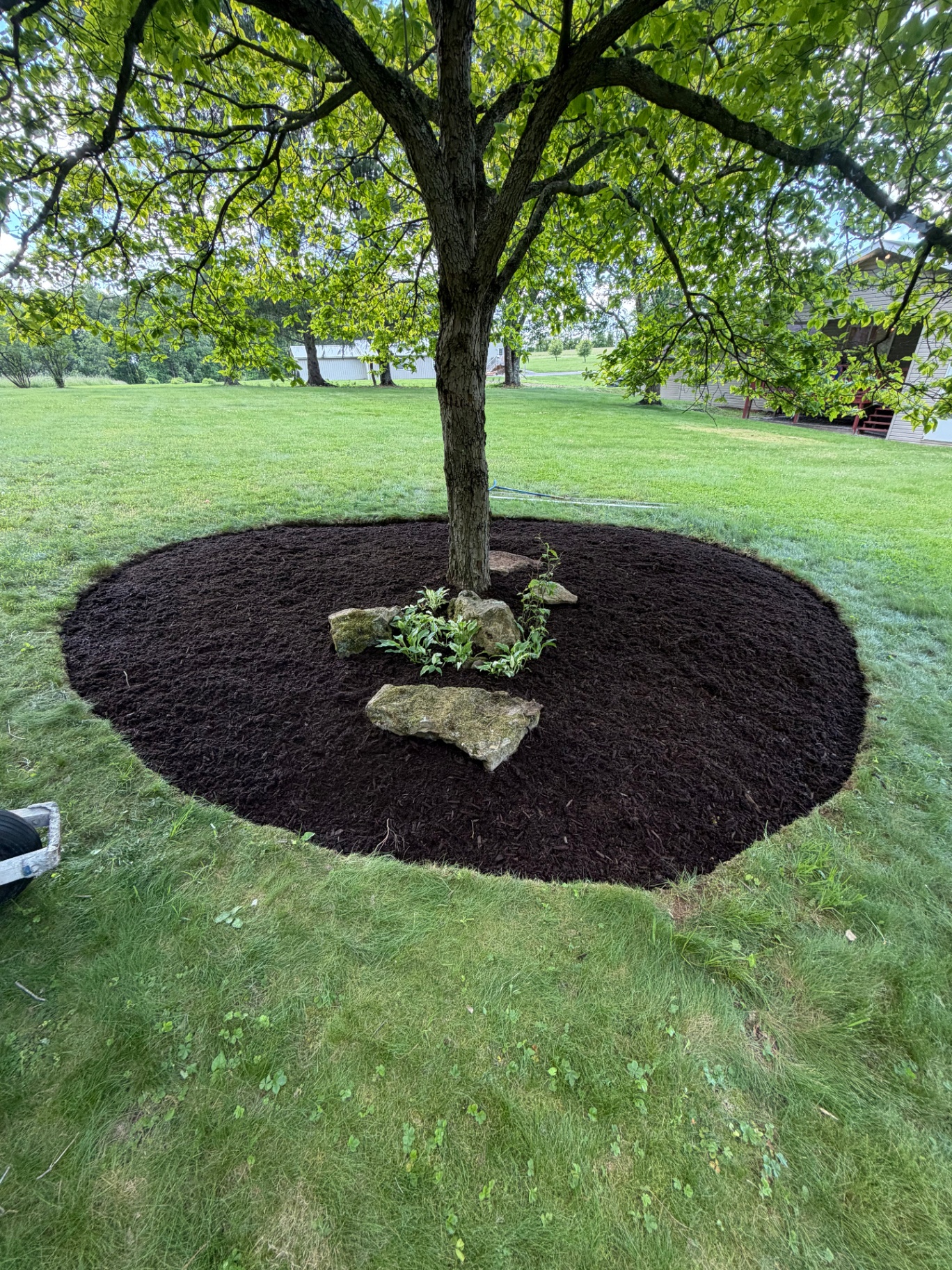 Mulched tree ring with decorative stones and plantings